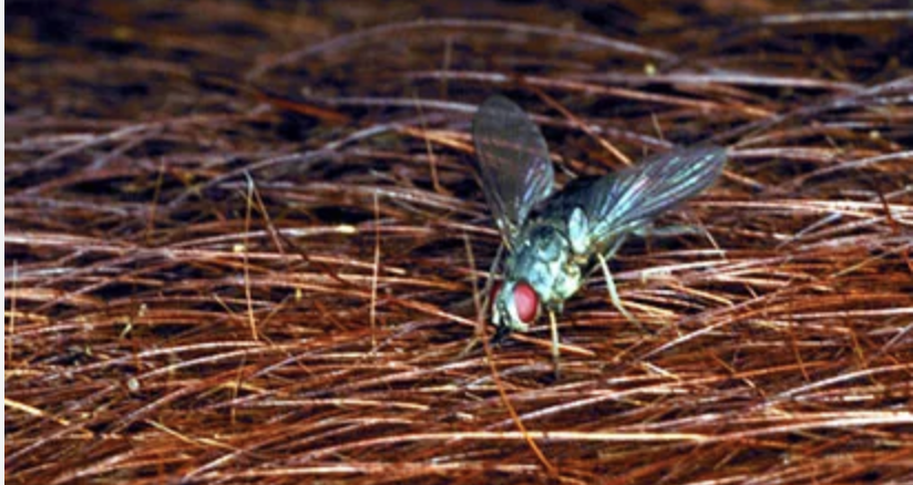 Picture for category Pest Control